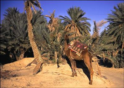 Tunis Governorate旅游攻略图片