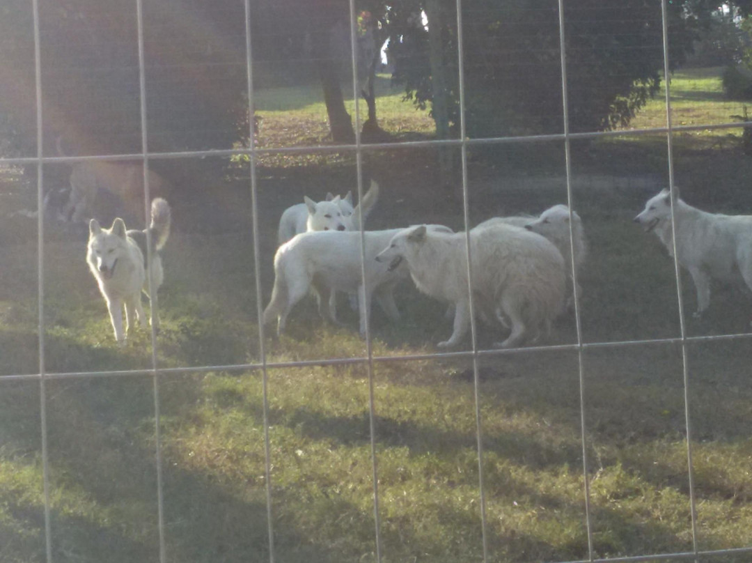 塩石旅游景点-Flag Animal Farm