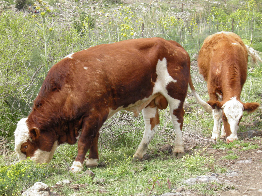 Birchat Meshushim-Merom Golan必去景点