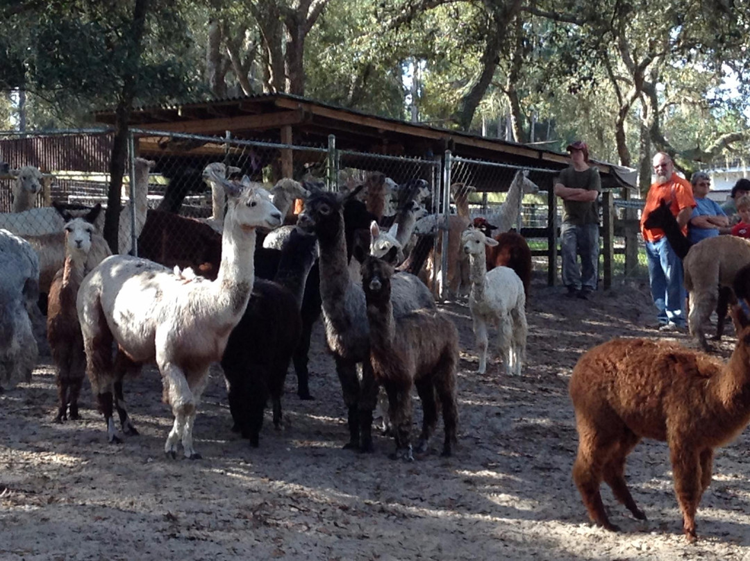 Funny Farm Alpacas-Lecanto必去景点