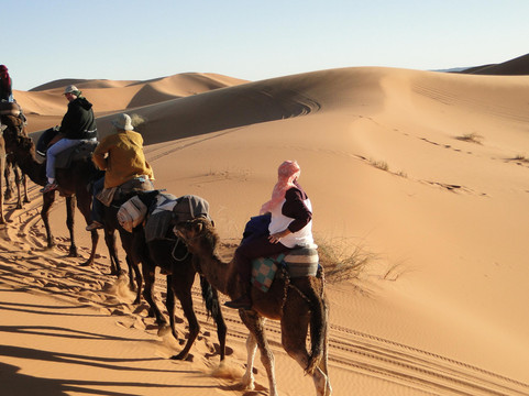 Desert Lark-非斯必去景点