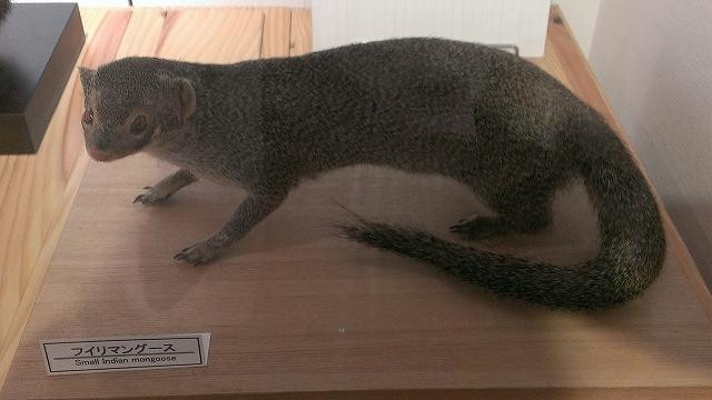 Amami Wildlife Center景点图片