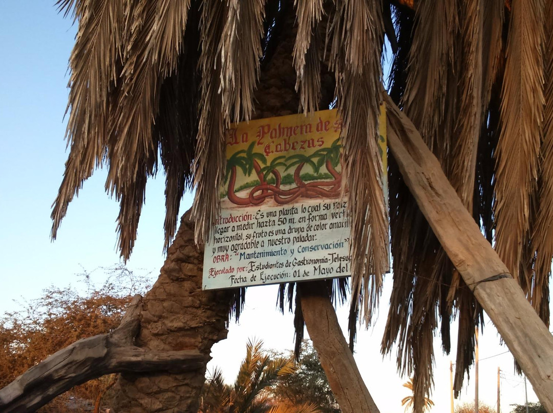 Palmera de Siete Cabezas-伊卡必去景点