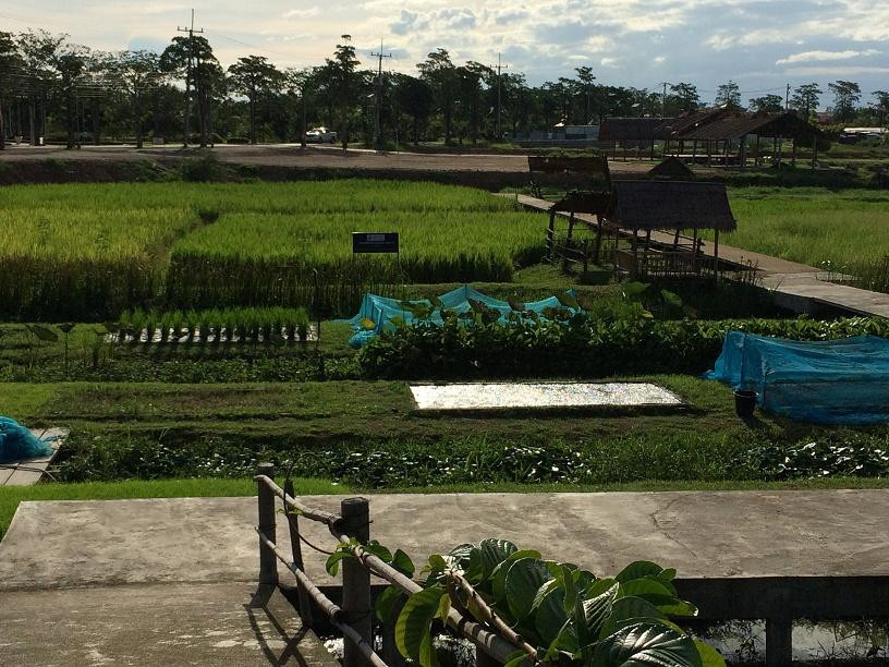 Organic Agriculture Project景点图片