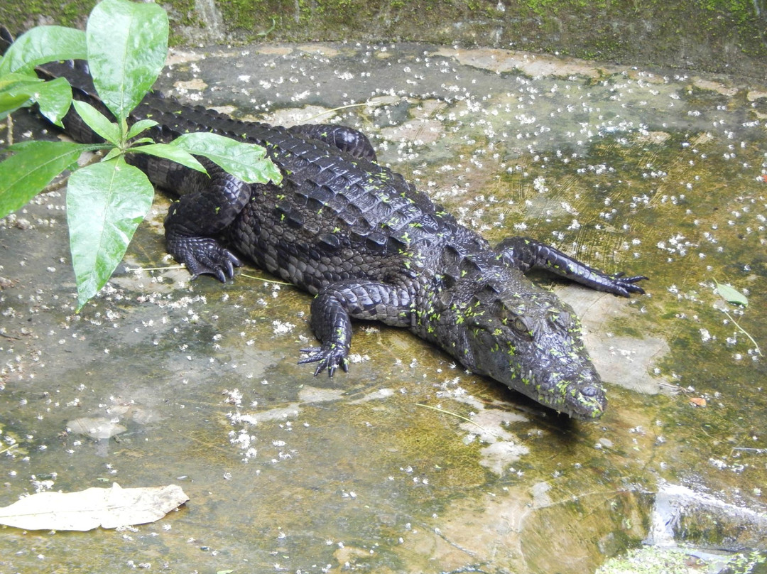 Monkey Forest Resort-Cape Coast必去景点