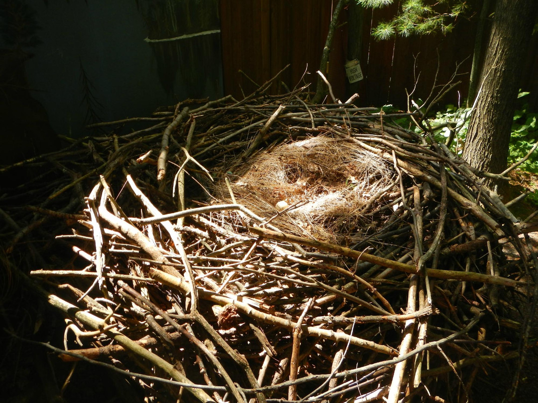Northwoods Wildlife Center景点图片