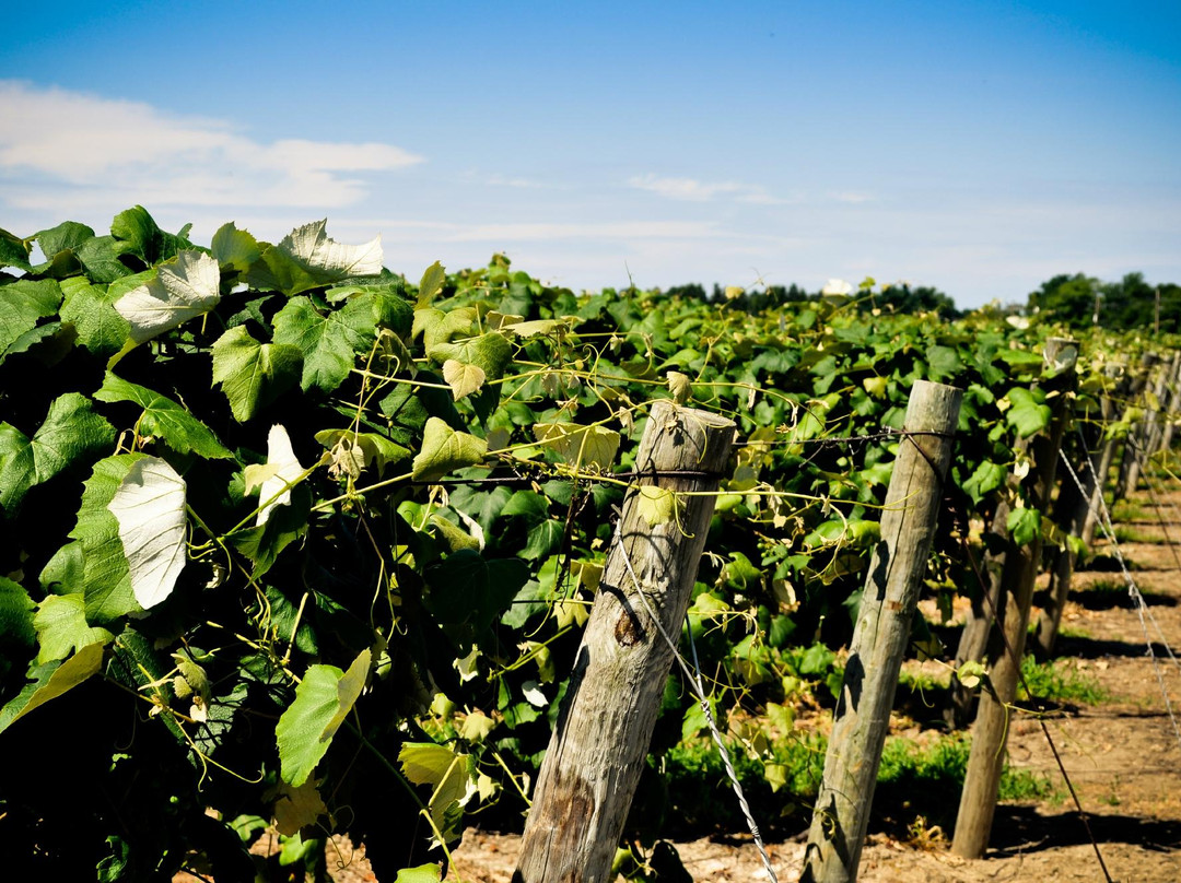 Penn Shore Winery and Vineyards-North East必去景点