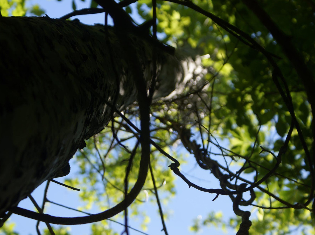 Pacem in Terris Sculpture Garden景点图片