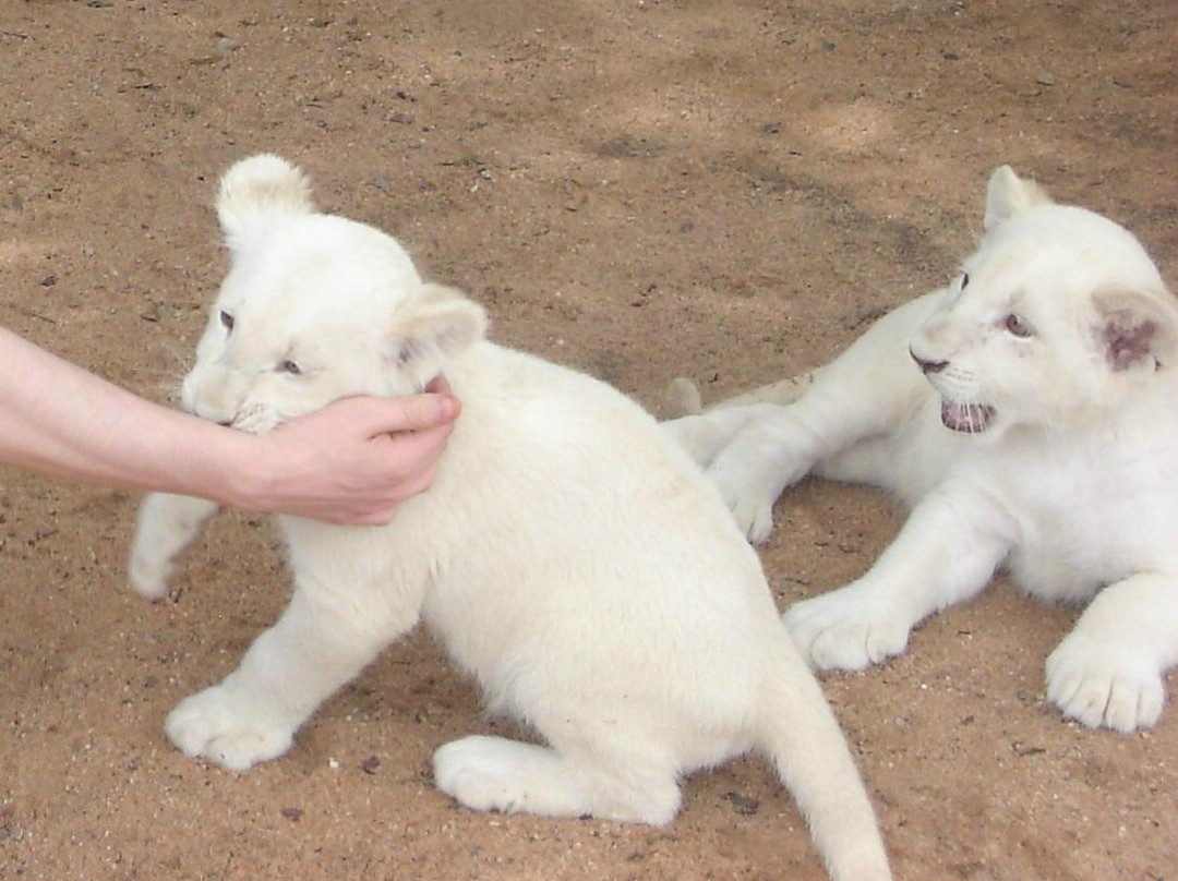 Mama Tau White Lions Breeding Project-水堡必去景点