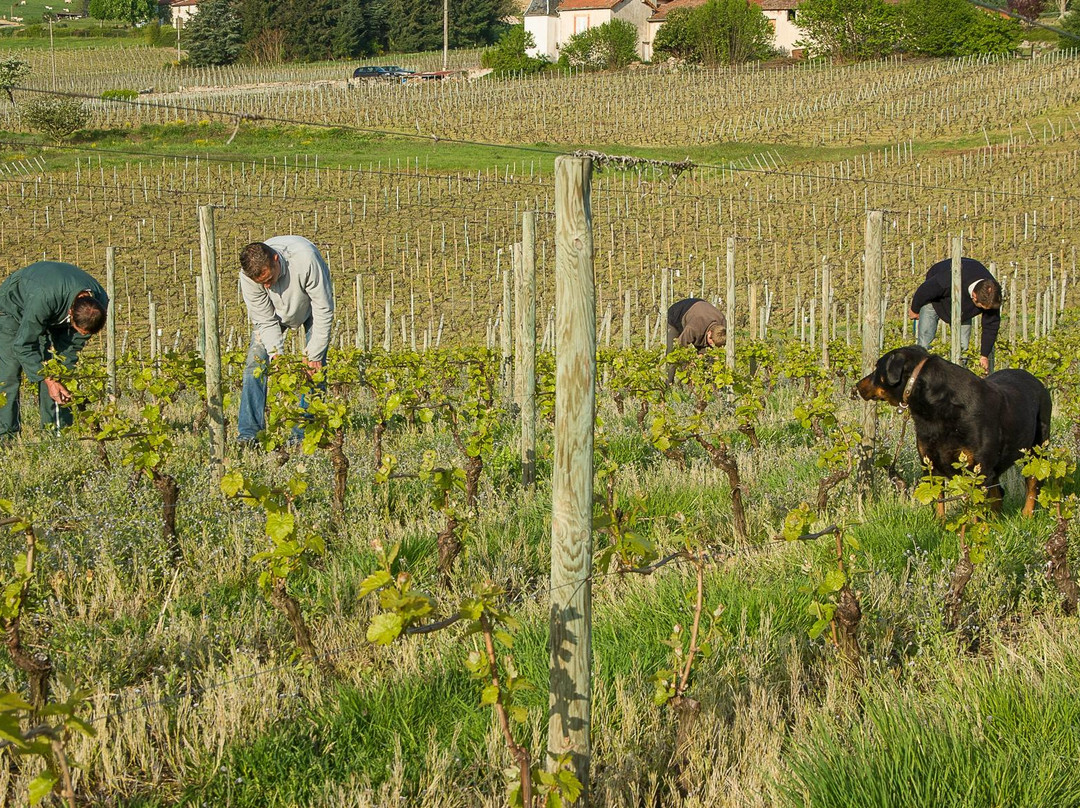 Domaine Serol-Renaison必去景点