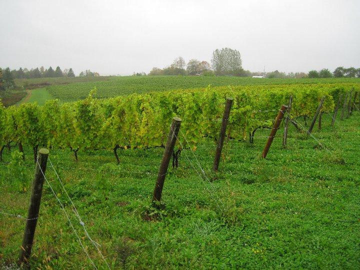 Avondale Sky Winery-Newport Landing必去景点