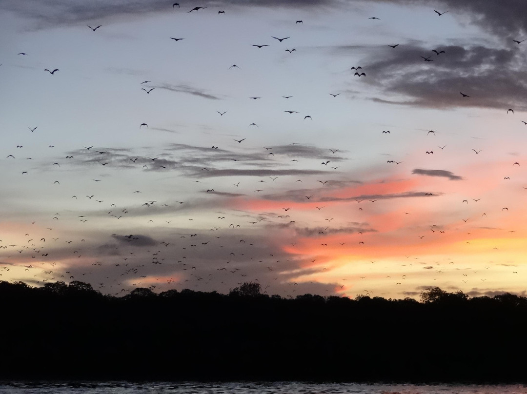 Kalong (Flying Foxes) Island景点图片