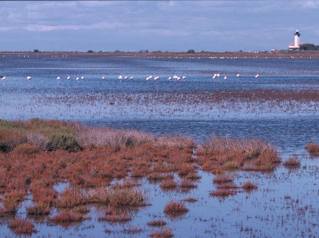 Camargue Decouverte-艾格莫尔特必去景点