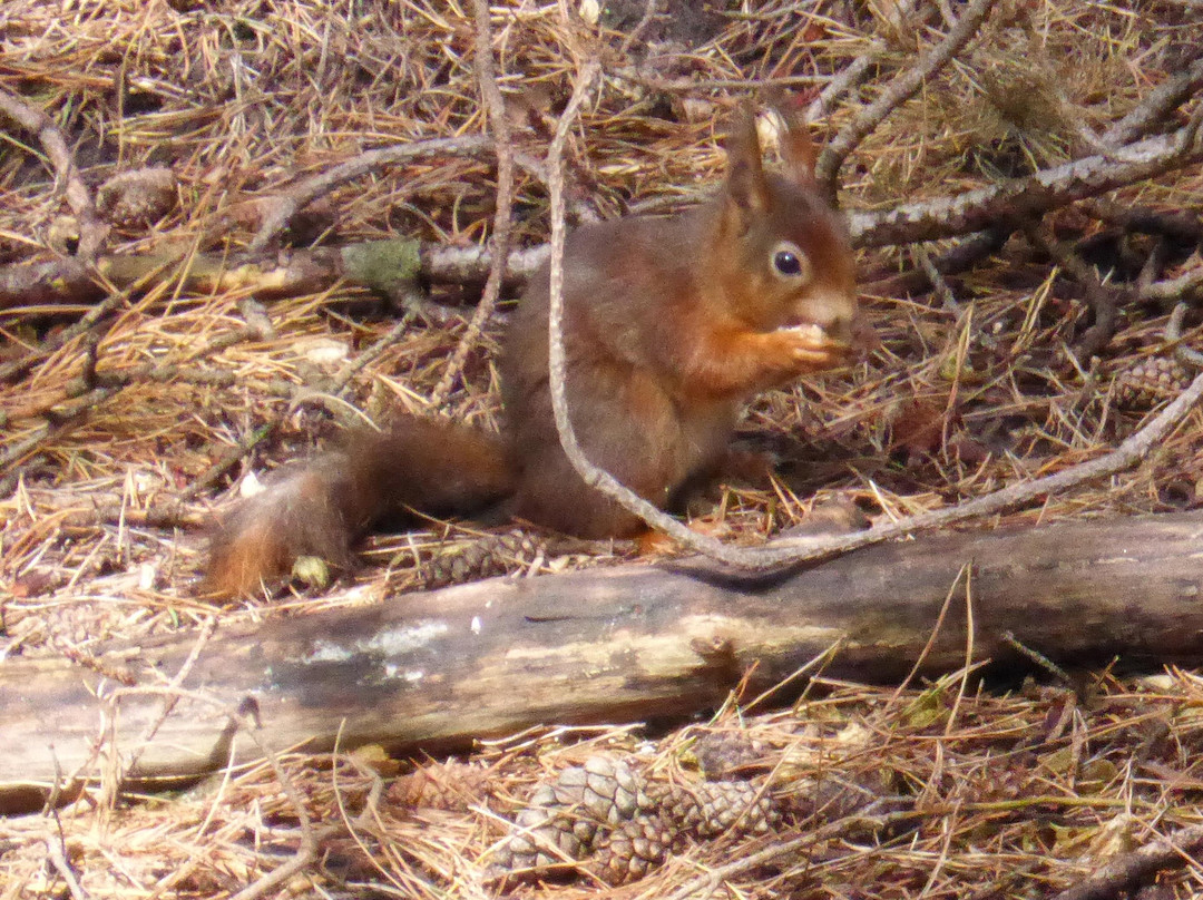 Formby旅游景点-Formby Red Squirrel Reserve