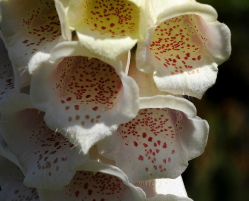 Allendale Gardens-Edith Creek必去景点