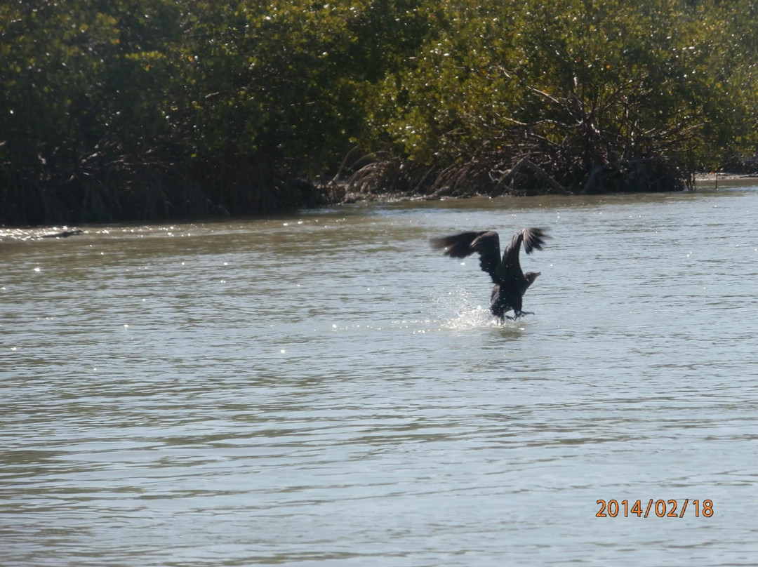 GAEA Guides - Guided Kayak Nature Tours-迈尔斯堡必去景点