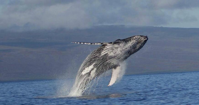 Hawai'i Ocean Rafting-拉海纳必去景点