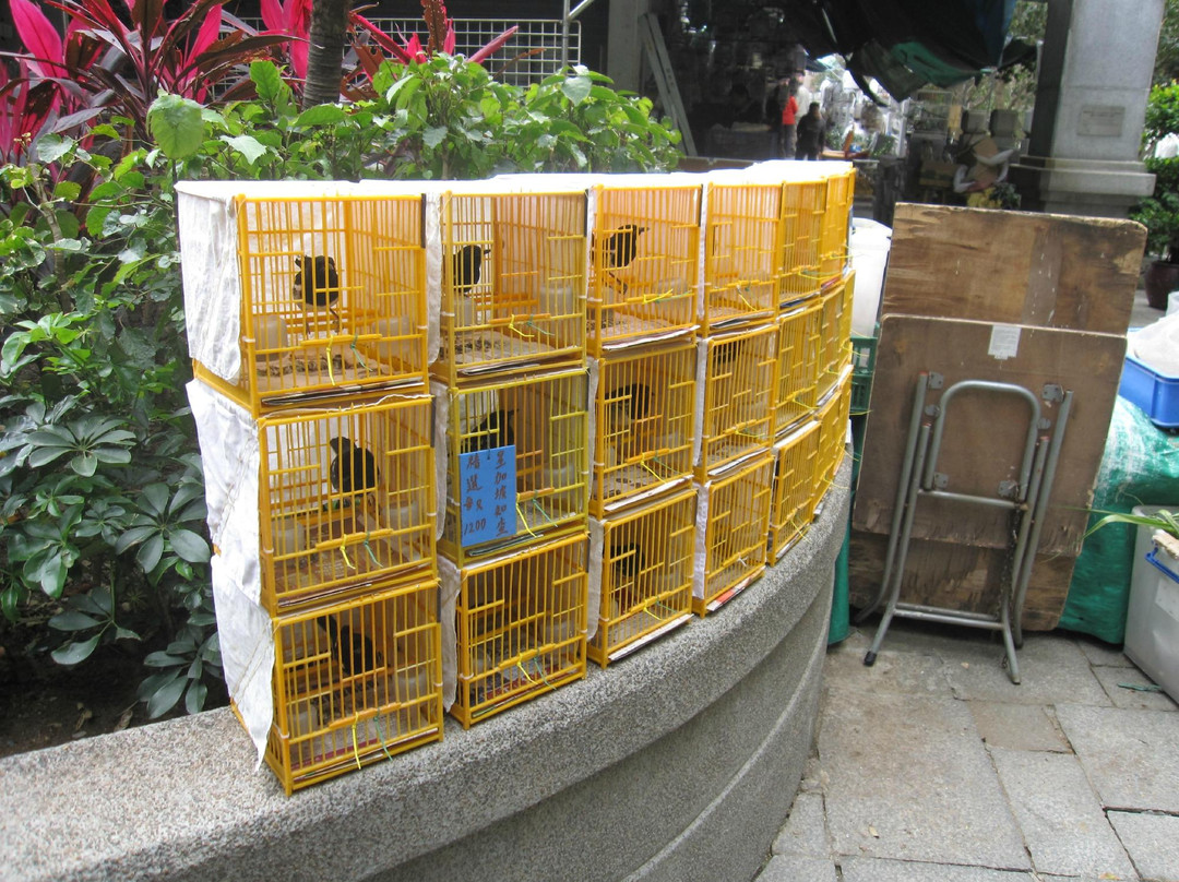 鸟市-香港必去景点