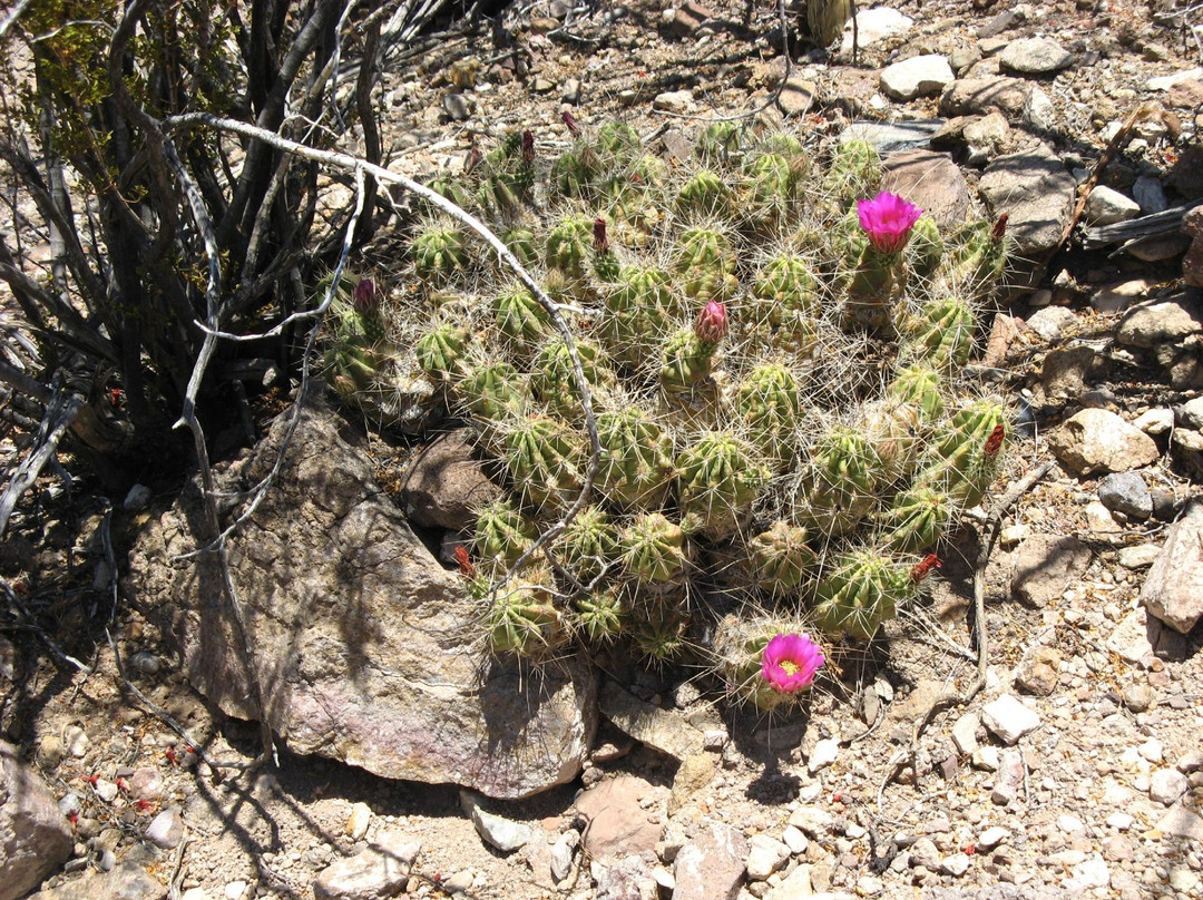 Mule Ears Spring Trail景点图片