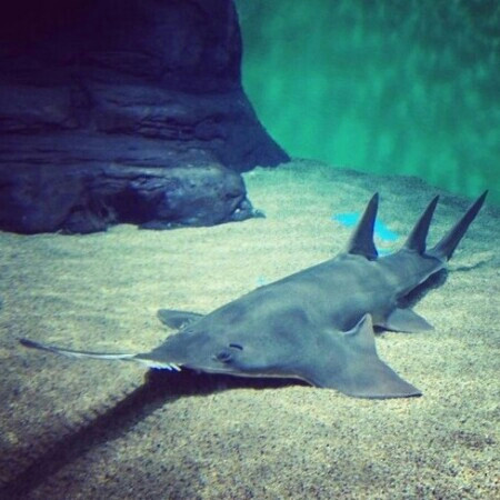 上海海洋水族馆-上海市必去景点