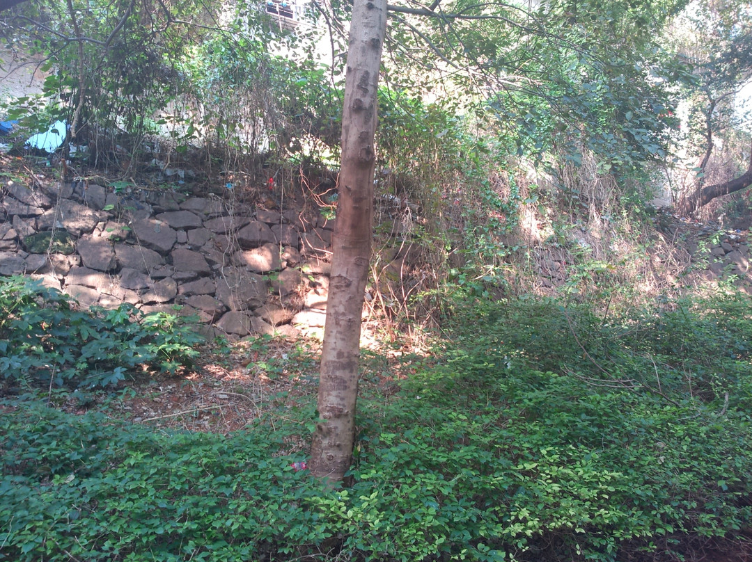 仙湖植物园-深圳市必去景点