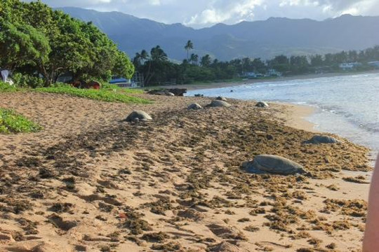 Hawaii Turtle Tours-火奴鲁鲁必去景点