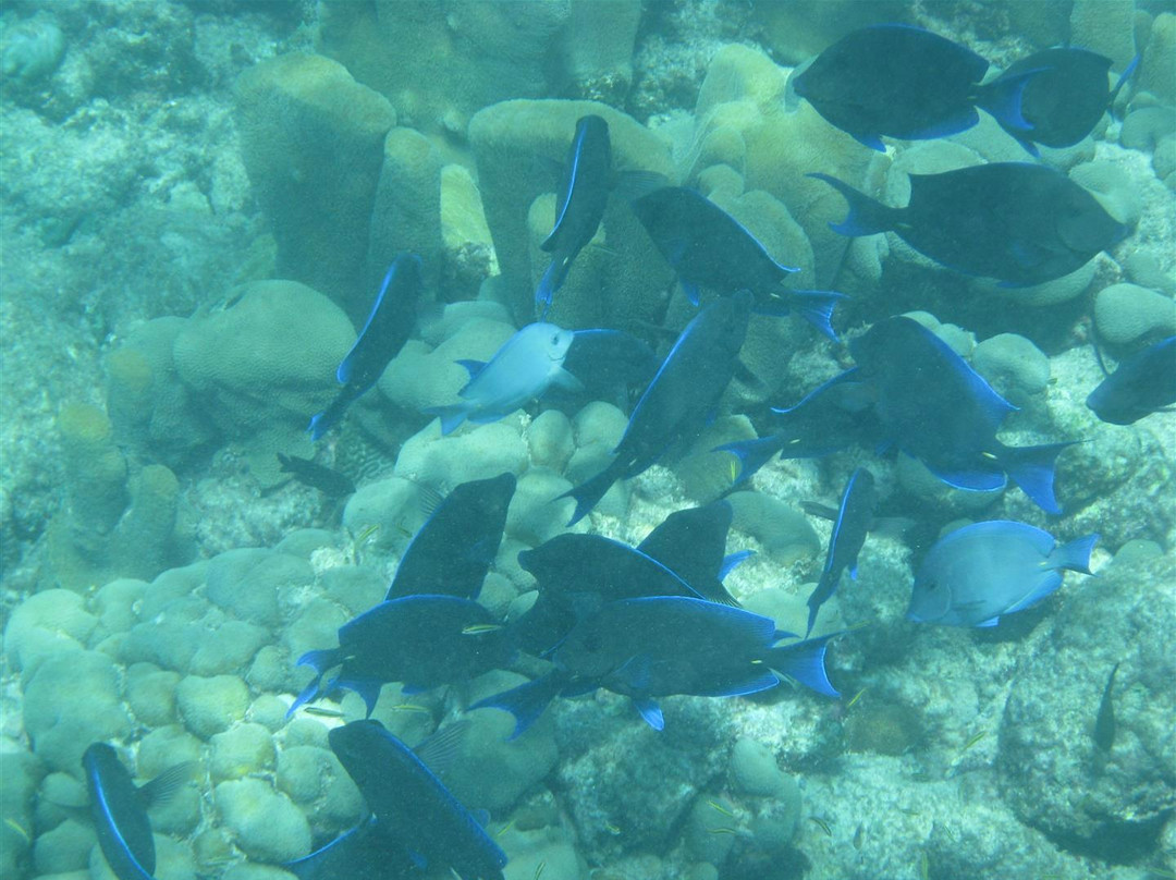 Private Snorkeling Aruba- Day Tours-棕榈/鹰海滩必去景点