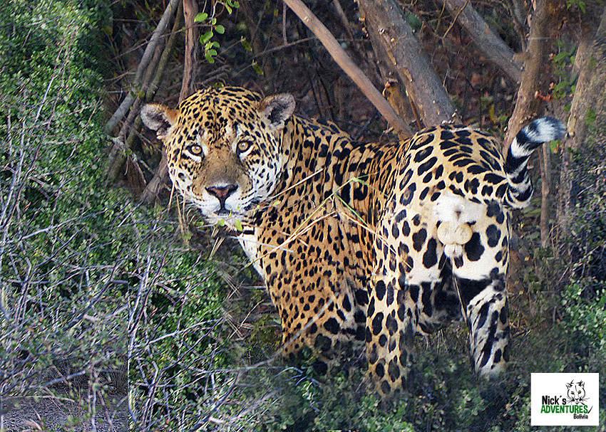 Nick's Adventures Bolivia-圣克鲁斯省必去景点