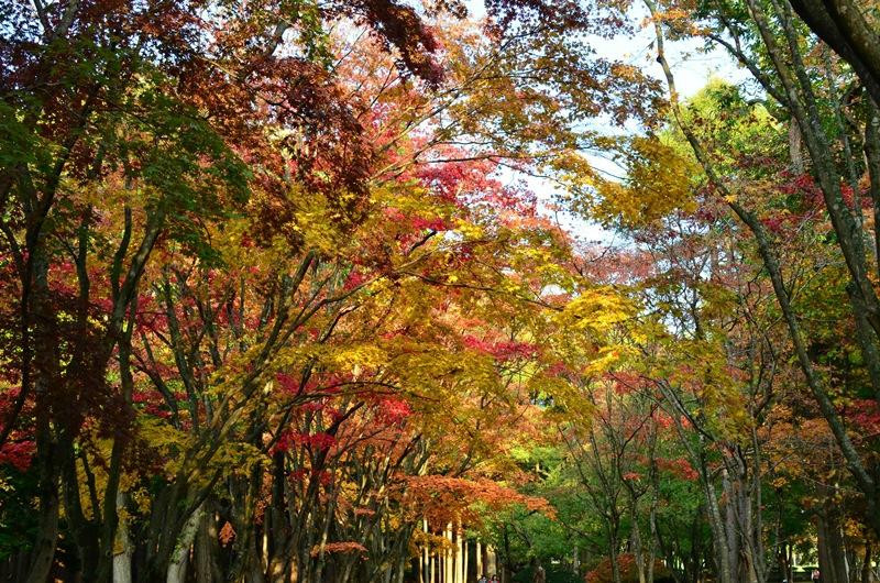 Miharashi Park (Kosetsuen)-函馆市必去景点