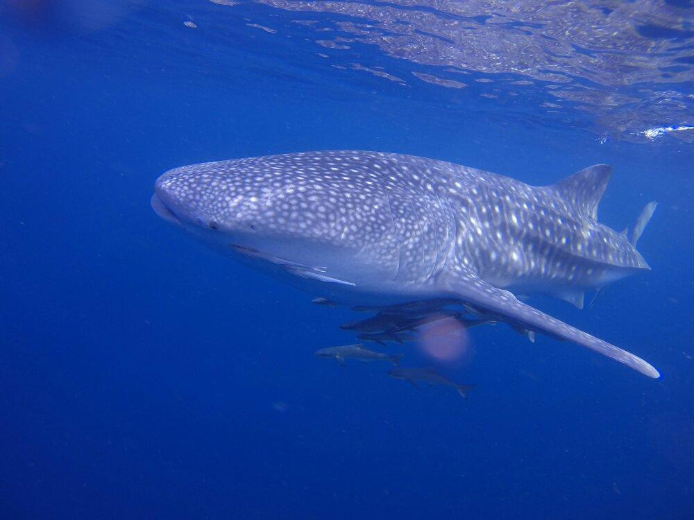 French Kiss Divers-涛岛必去景点