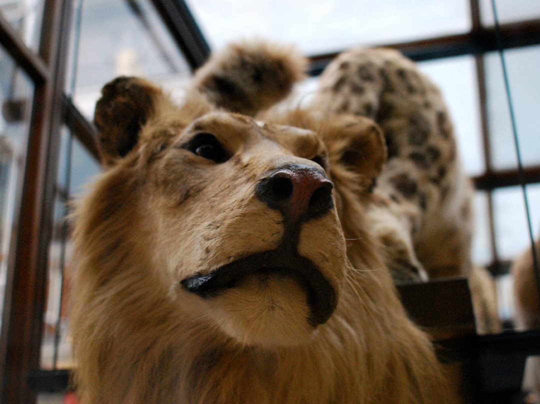 爱尔兰国家博物馆 - 自然史-都柏林必去景点