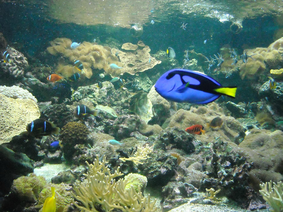 Parc Phœnix-尼斯必去景点