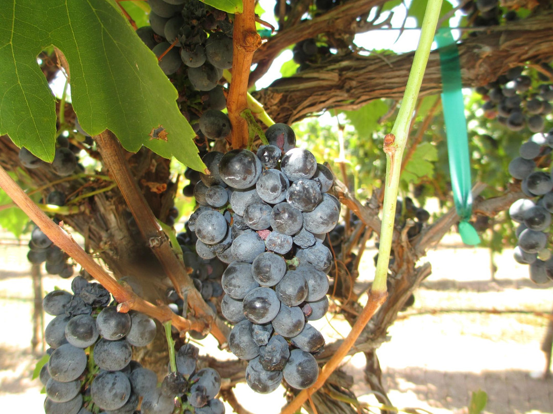 Perissos Vineyards-Burnet必去景点
