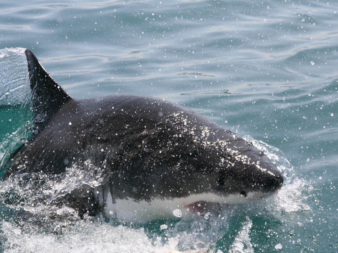 Shark Seekers-干斯拜必去景点
