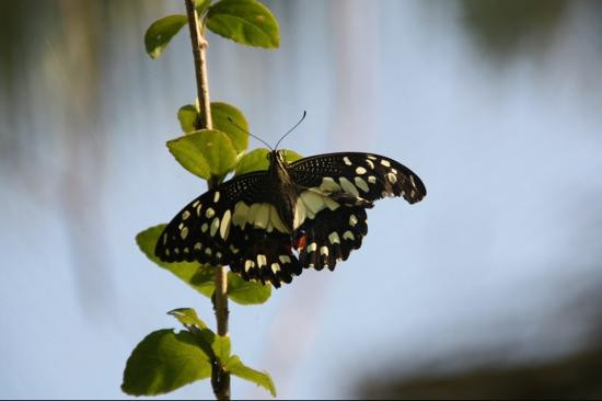 女王蝴蝶园-暹粒必去景点