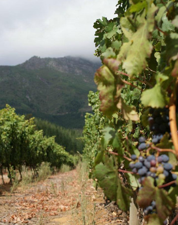 Camino Wine Tours-斯泰伦博斯必去景点