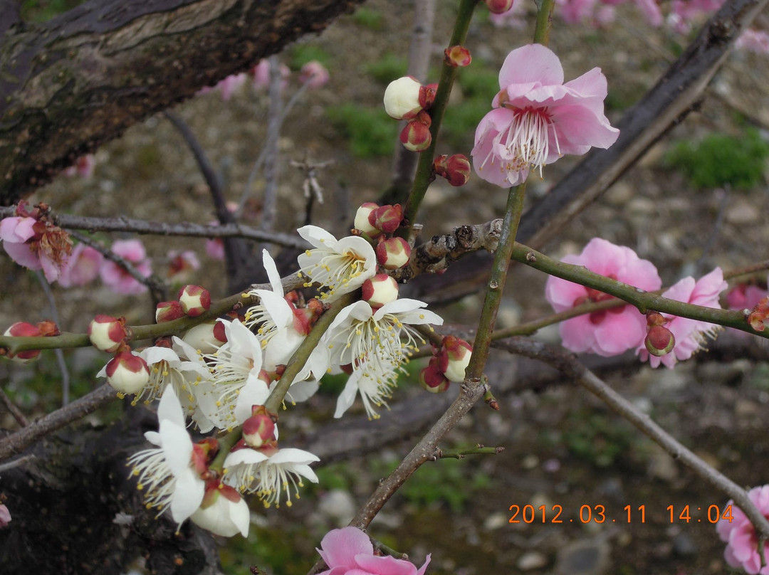 Anpachihyakubaien-安八町必去景点