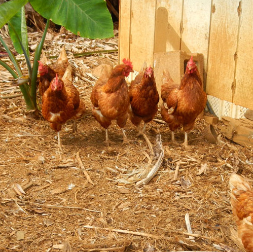 Kauai Kunana Dairy Farm Tour-基拉韦厄必去景点