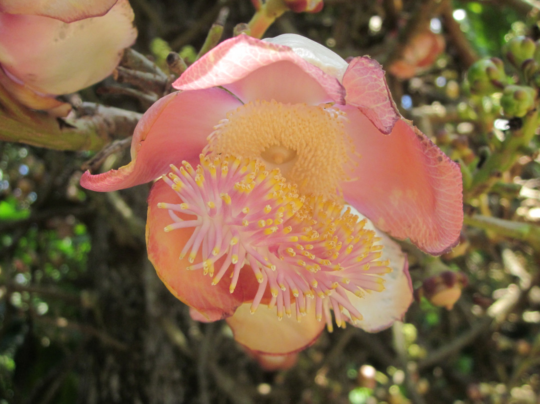 Cairns Botanical Gardens-凯恩斯地区必去景点