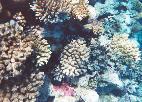 Colona Divers-赫尔格达必去景点