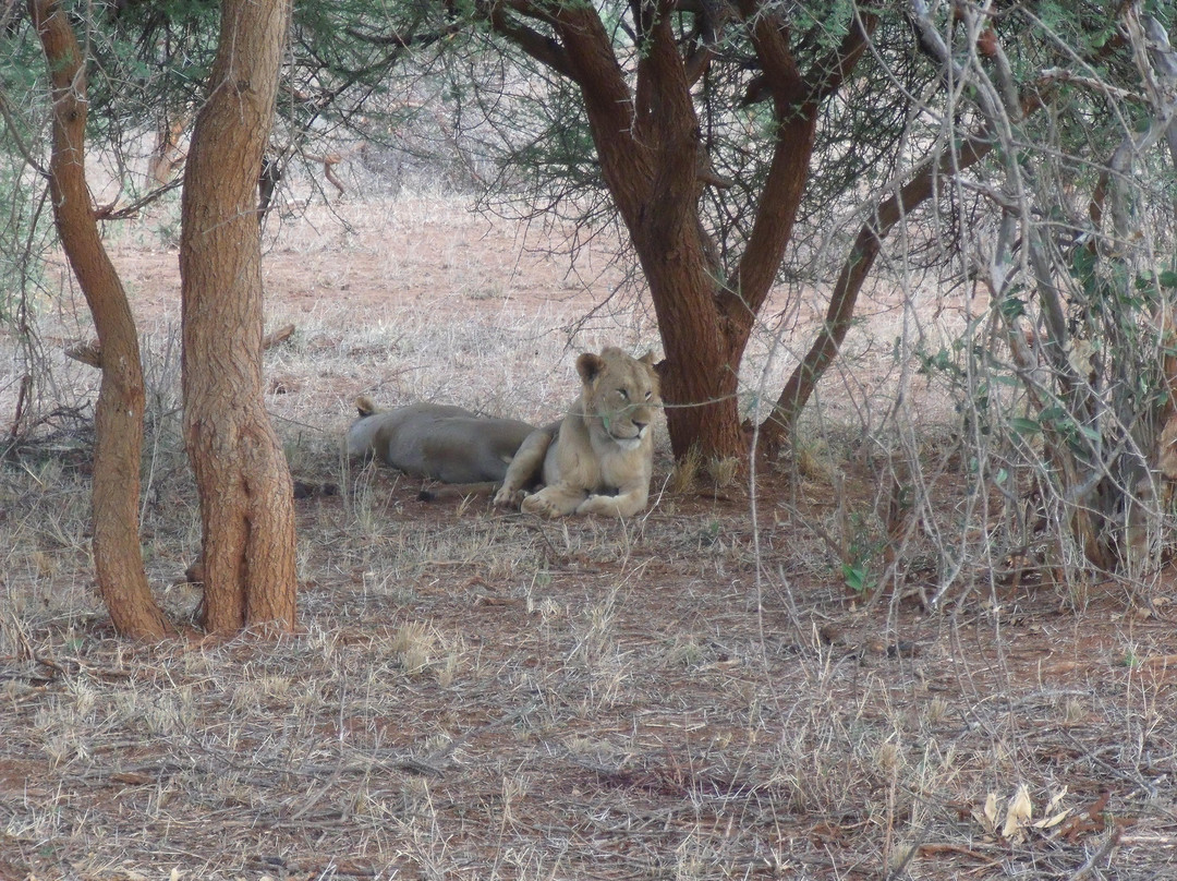 Wildlife Kenya Safaris - Day Trips-蒙巴萨必去景点