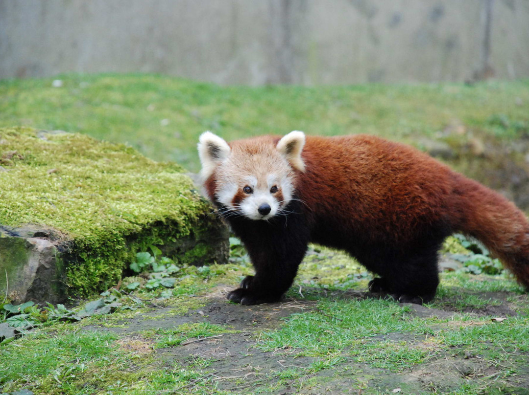 Zoo Planckendael景点图片