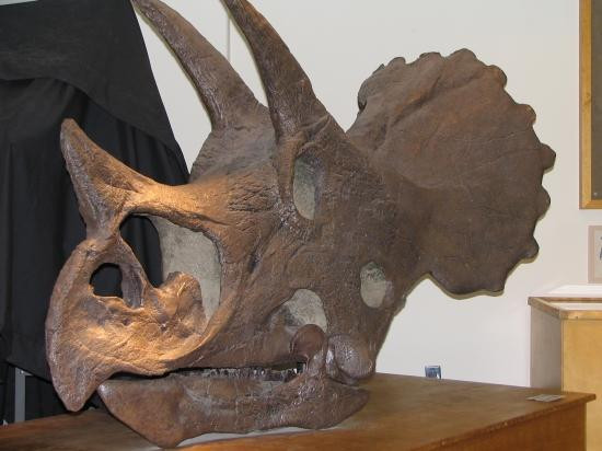 University of Wyoming Geological Museum-拉勒米必去景点