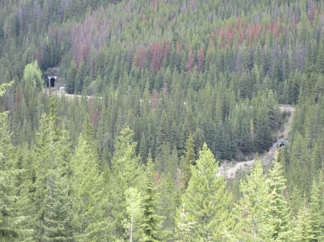 Kicking Horse River-戈尔登必去景点