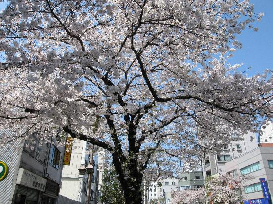 水天宫-Nihonbashi必去景点