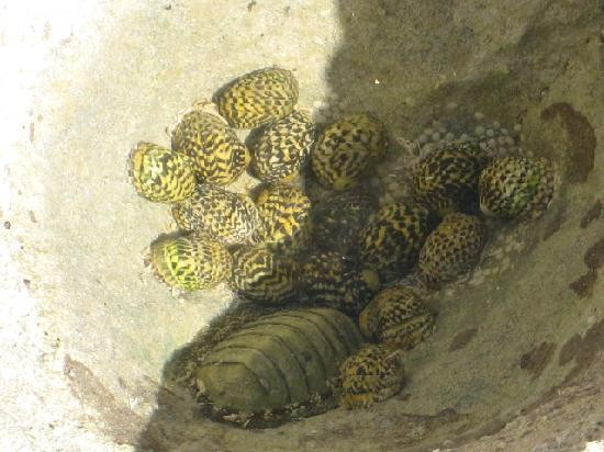 Spittal Pond Nature Reserve-百慕大必去景点