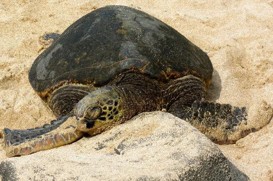 冲浪车-火奴鲁鲁必去景点