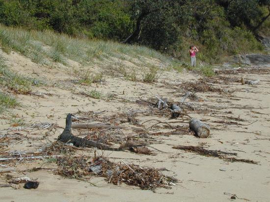 Ku-ring-gai Chase National Park-新南威尔士州必去景点