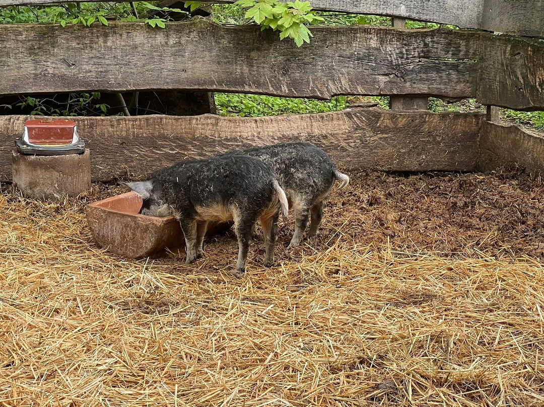Wildpark Bad Mergentheim景点图片