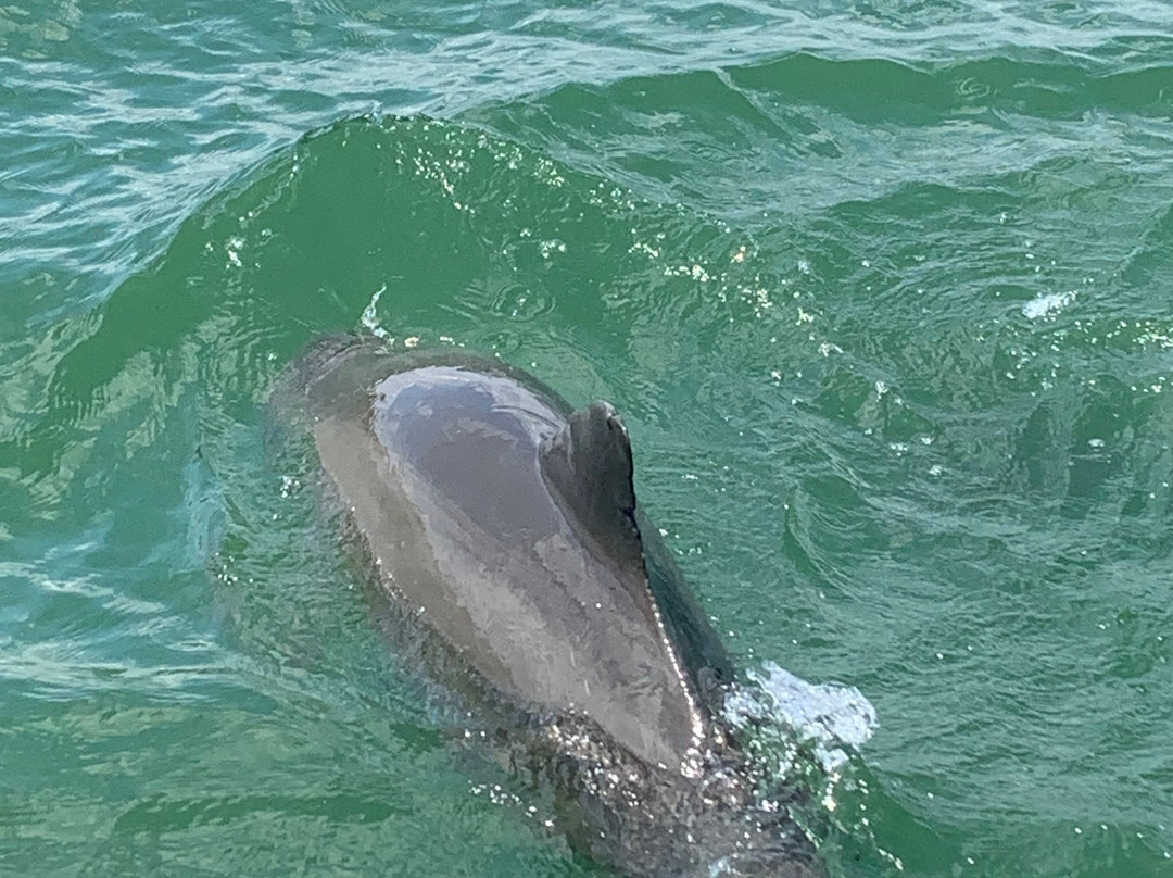 Need for Sea Boat Tours-马德拉海滩必去景点